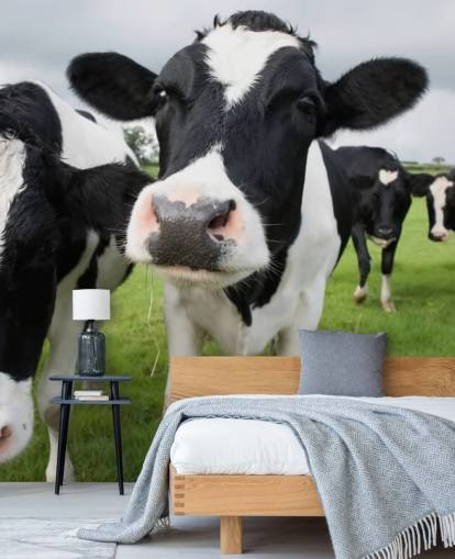 Close Up of Cows Wallpaper