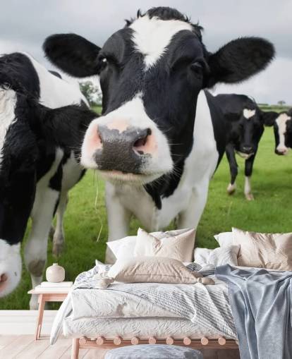 Papel de Parede Close Up of Cows