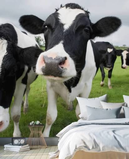 Papel de Parede Close Up of Cows