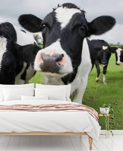 Fondo de pantalla de primer plano de vacas