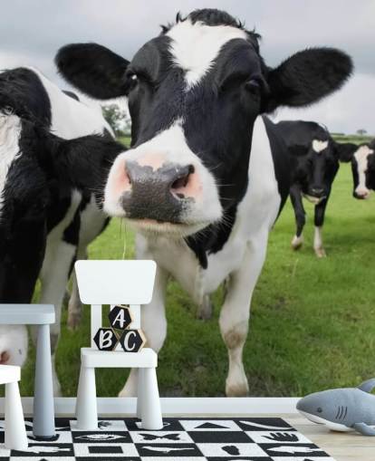 Close Up of Cows Wallpaper