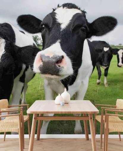 Fondo de pantalla de primer plano de vacas