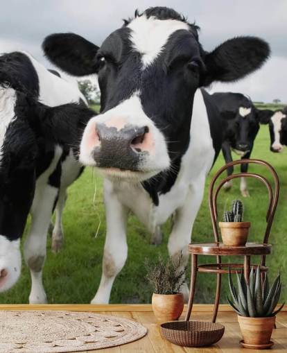 Close Up of Cows Wallpaper