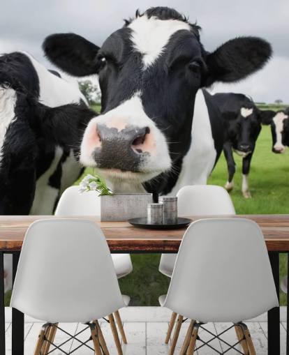 Fondo de pantalla de primer plano de vacas