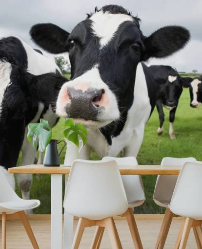 Close Up of Cows Wallpaper