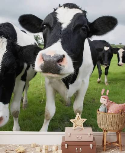 Close Up of Cows Wallpaper