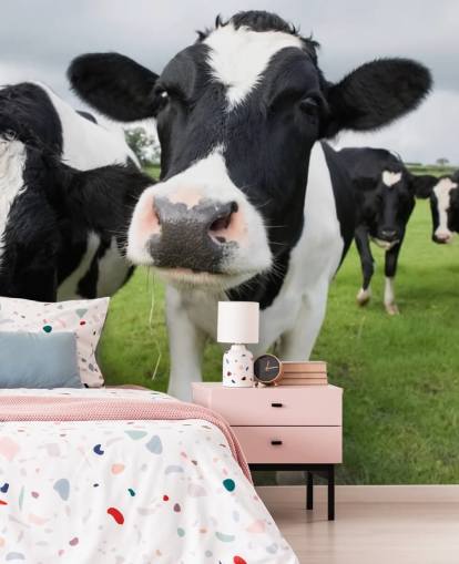 Close Up of Cows Wallpaper