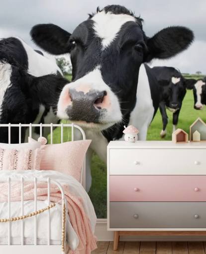 Fondo de pantalla de primer plano de vacas