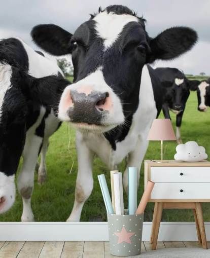 Close Up of Cows Wallpaper