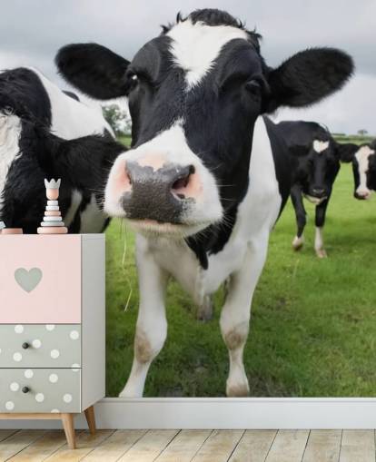 Close Up of Cows Wallpaper