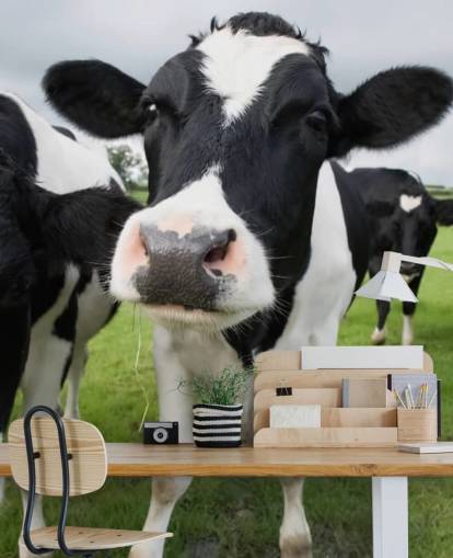 Fond d'écran Gros plan de vaches