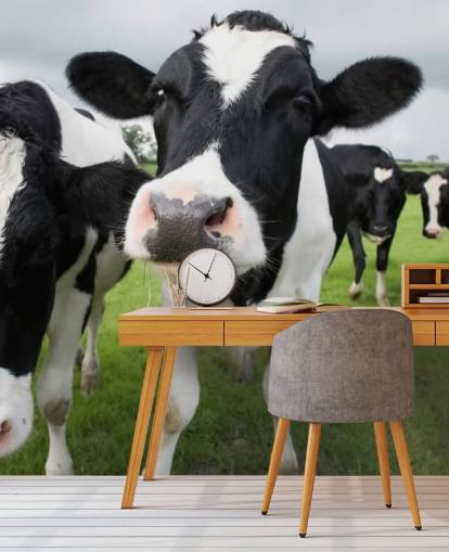 Fondo de pantalla de primer plano de vacas