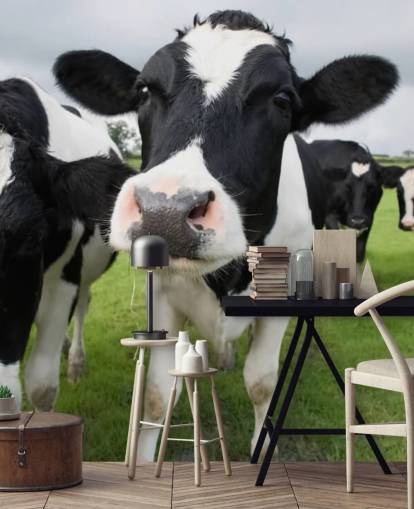 Close Up of Cows Wallpaper