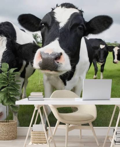 Fond d'écran Gros plan de vaches