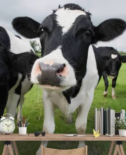 Close Up of Cows Wallpaper