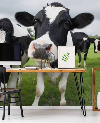 Close Up of Cows Wallpaper