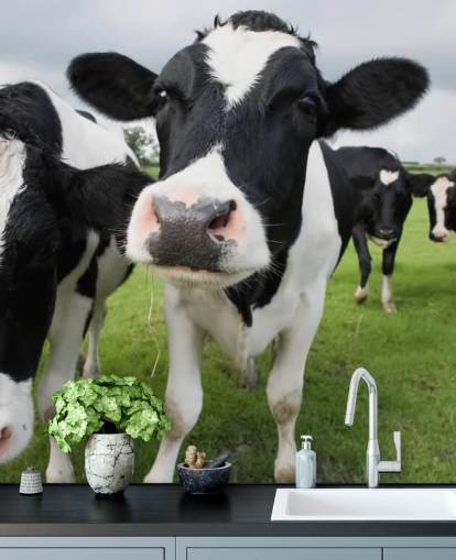 Close Up of Cows Wallpaper