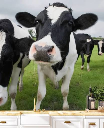 Close Up of Cows Wallpaper