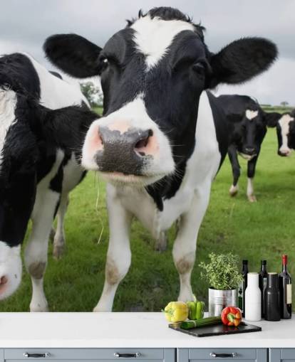 Fondo de pantalla de primer plano de vacas Fondo de pantalla de primer plano de vacas