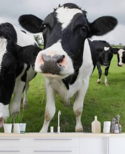 Close Up of Cows Wallpaper