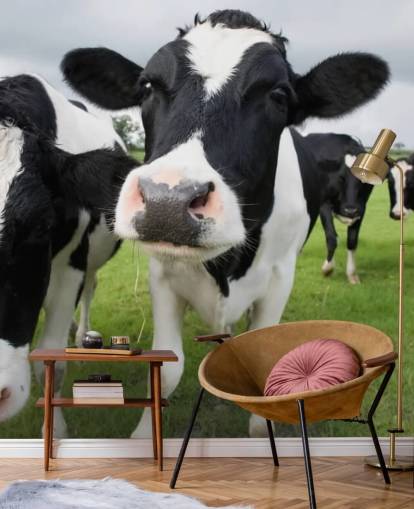 Close Up of Cows Wallpaper