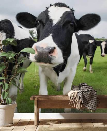 Close Up of Cows Wallpaper