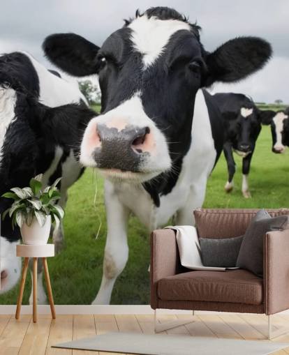 Close Up of Cows Wallpaper