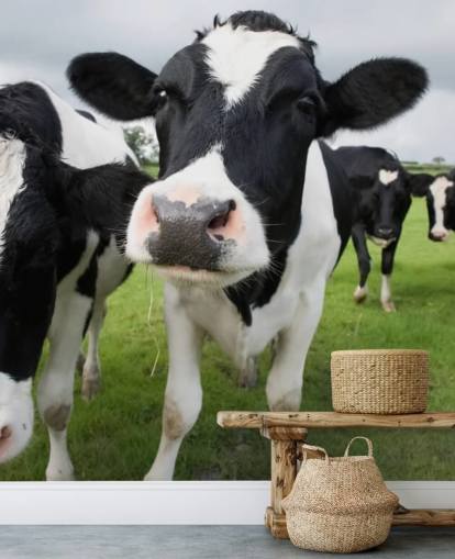 Papel de Parede Close Up of Cows