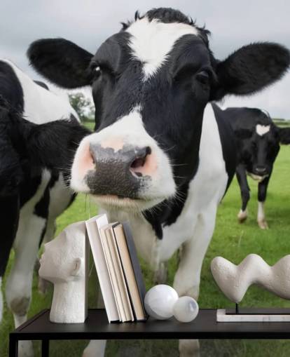 Fondo de pantalla de primer plano de vacas