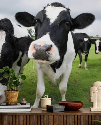 Close Up of Cows Wallpaper