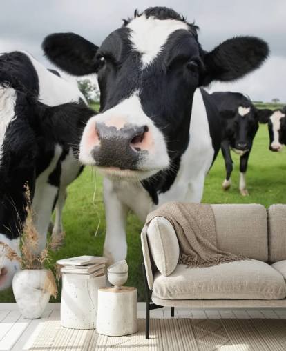 Close Up of Cows Wallpaper