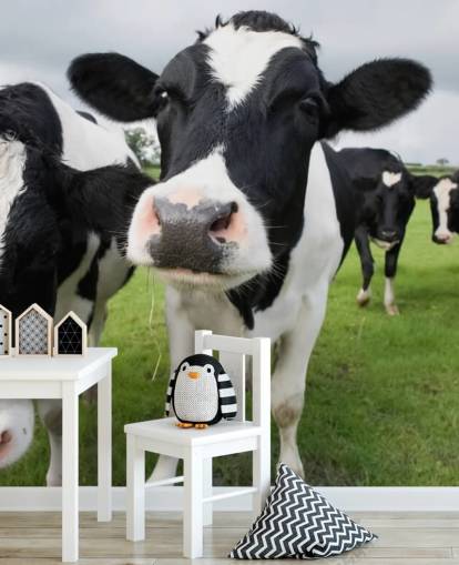 Fondo de pantalla de primer plano de vacas