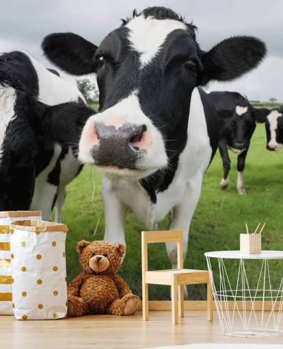 Close Up of Cows Wallpaper