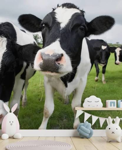 Fondo de pantalla de primer plano de vacas