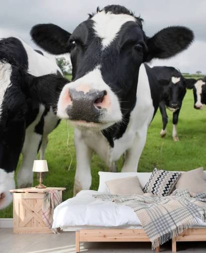 Close Up of Cows Wallpaper