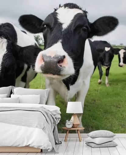 Fondo de pantalla de primer plano de vacas