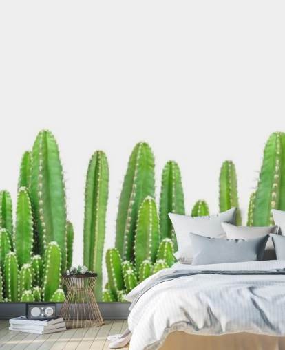 cactus verts sur fond blanc fond d'écran