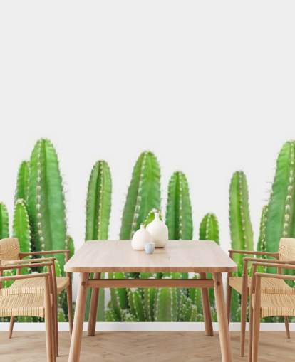 cactus verts sur fond blanc fond d'écran