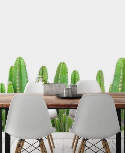 cactus verts sur fond blanc fond d'écran