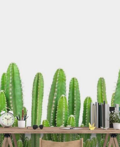 cactus verts sur fond blanc fond d'écran