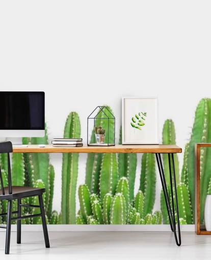 cactus verts sur fond blanc fond d'écran