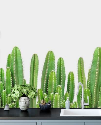 cactus verde su sfondo bianco