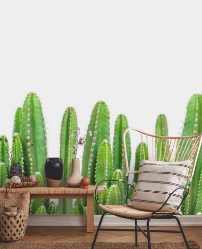 cactus verts sur fond blanc fond d'écran