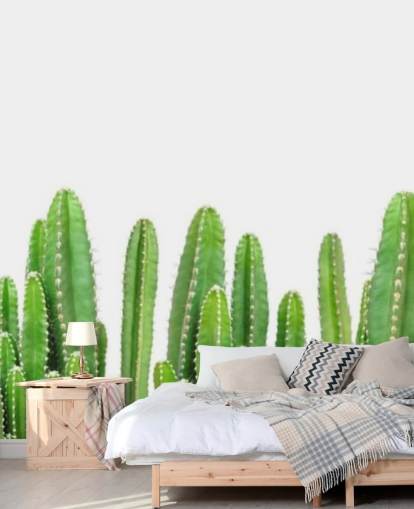 cactus verde su sfondo bianco