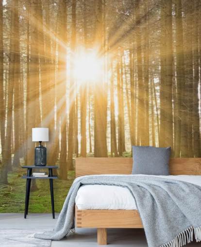 Sonne filtert durch Wald Wallpaper