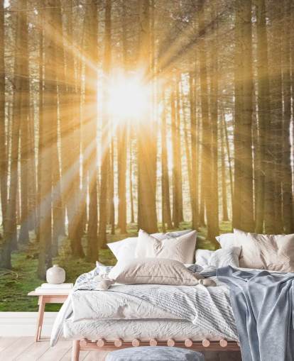 Sun Filtering Through Forest Wallpaper