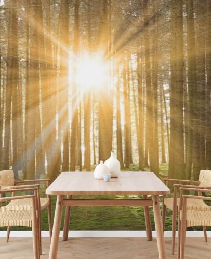 Sun Filtering Through Forest Wallpaper Sun Filtering Through Forest Wallpaper