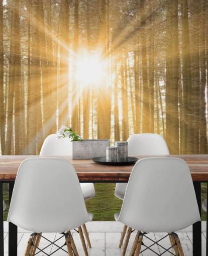 Sonne filtert durch Wald Wallpaper