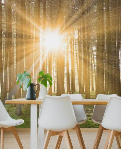 Sun Filtering Through Forest Wallpaper Sun Filtering Through Forest Wallpaper