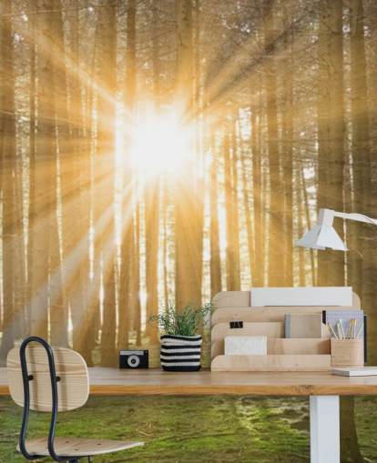 Sonne filtert durch Wald Wallpaper Sonne filtert durch Wald Wallpaper